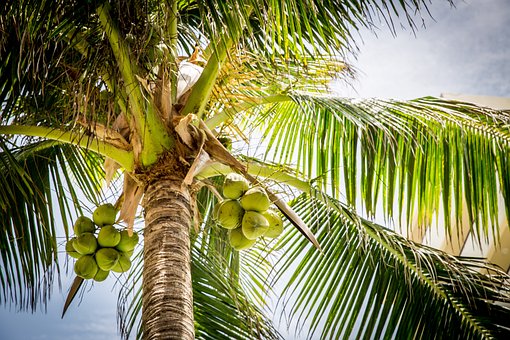 Palm Tree Removal