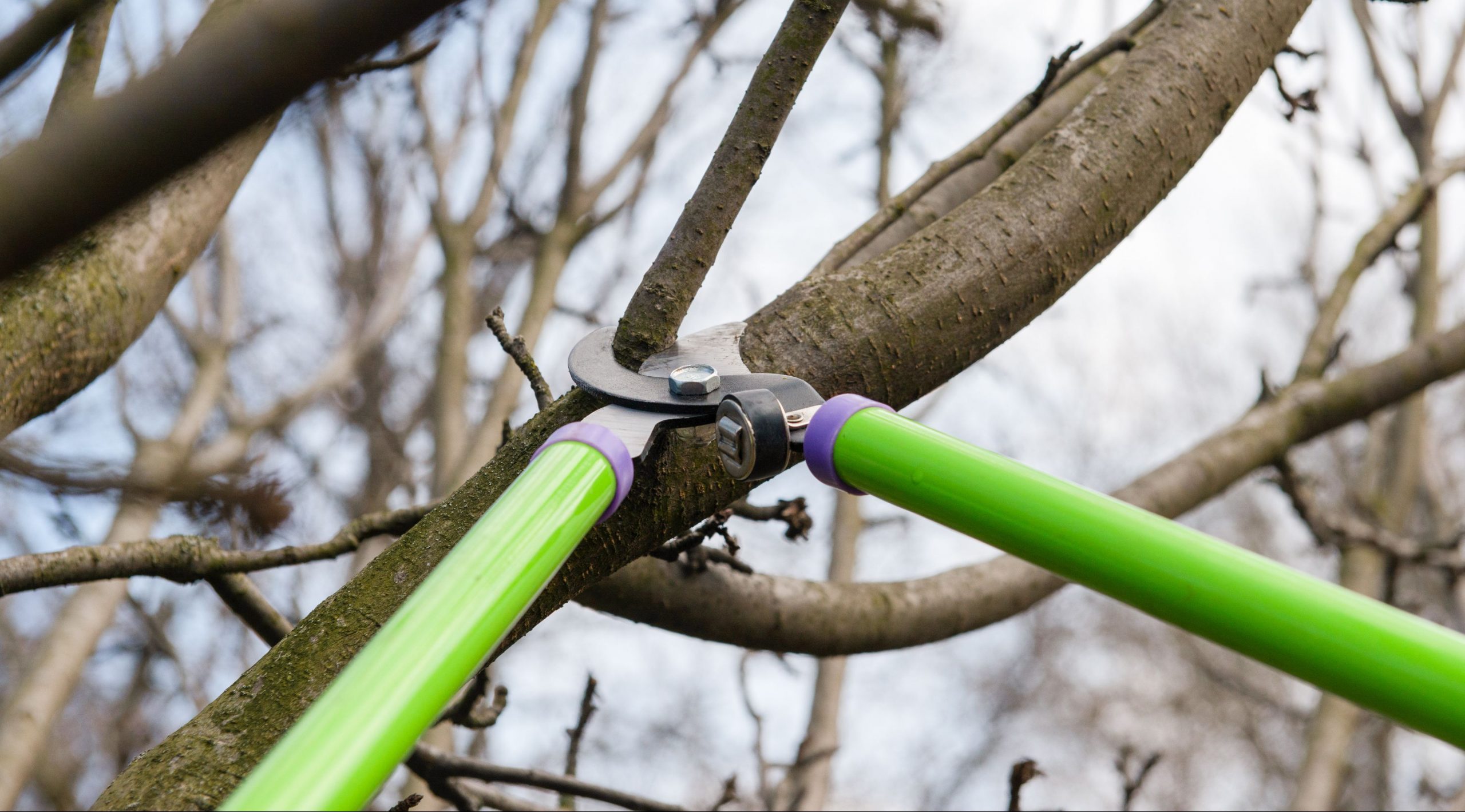 Tree Pruning